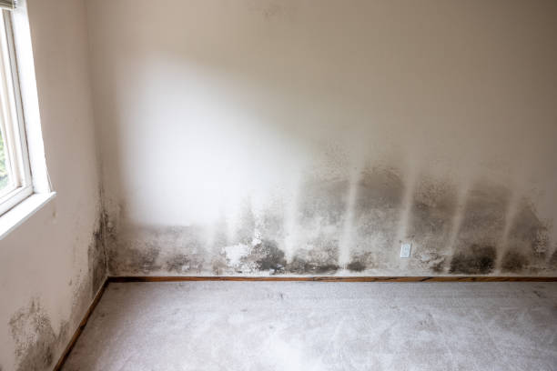 Best Air Quality Testing for Mold Spores  in Berkley, CO