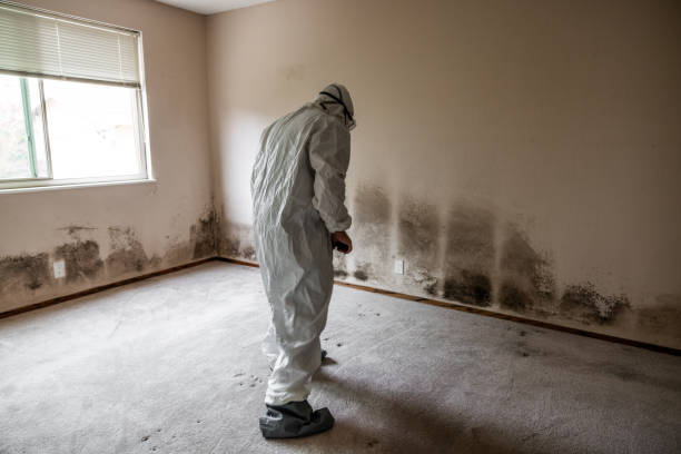 Professional Mold Removal in Berkley, CO