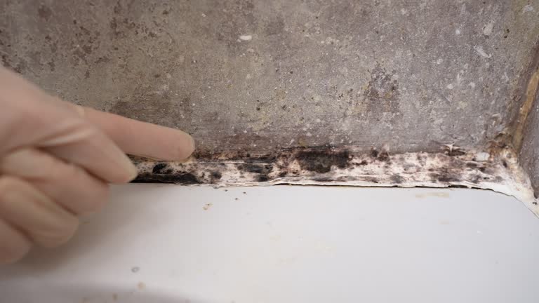 Best Industrial Mold Remediation  in Berkley, CO